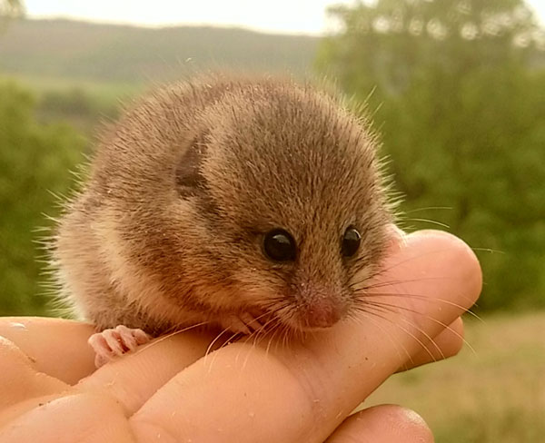 Mouse-tailed dormouse (Myomimus roachi) (Photo: Nedko Nedyalkov)