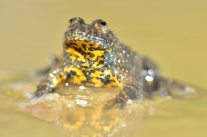 Bombina variegata (Photo: Yves Adams / Vilda)