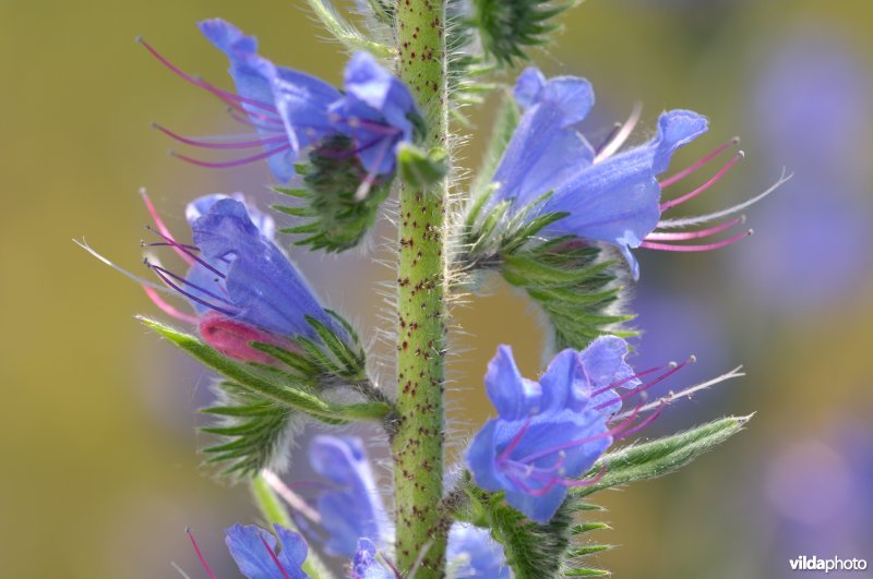 Echium vulgare (Photo: Rollin Verlinde / Vilda)