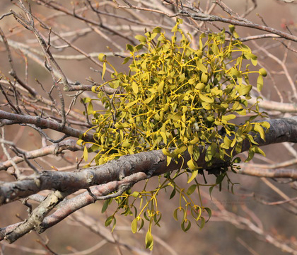 Mistletoe (Viscum album) (Photo: Vladimir Tkalčić - CC BY-NC 4.0)