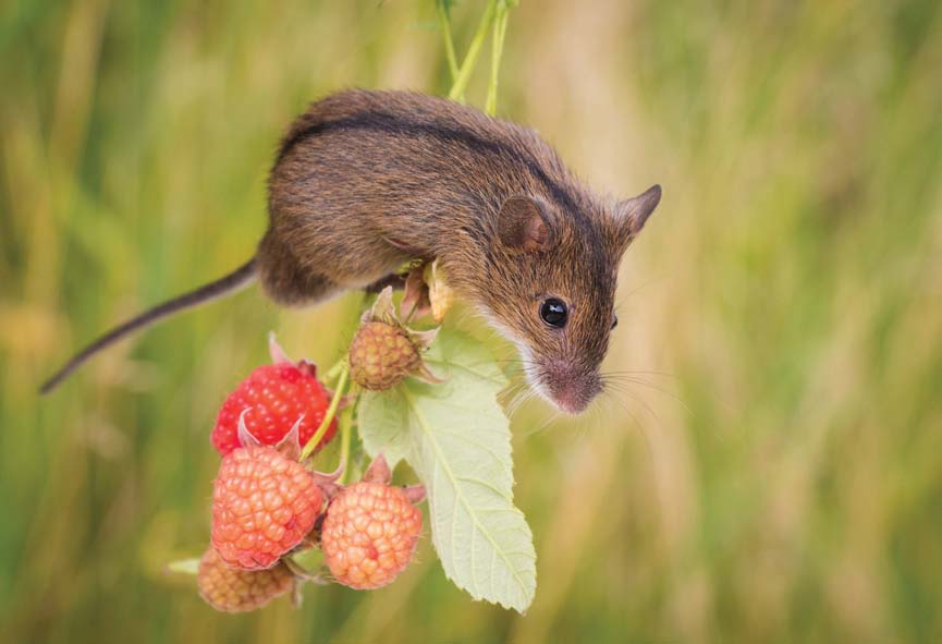 Striped Field Mouse (Apodemus agrarius) (Photo: UNCG)