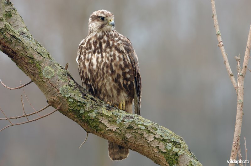Saker falcon (Falcon cherrug) (Photo: Rollin Verlinde / Vilda)