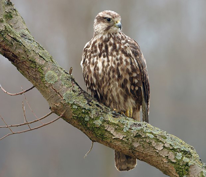 Saker falcon (Falco cherrug) (Photo: Rollin Verlinde / Vilda) small