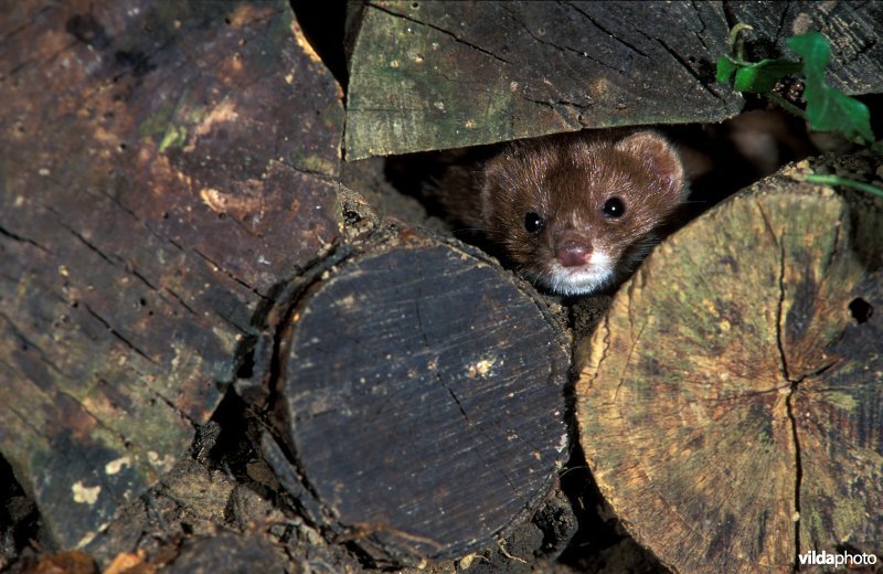 Least weasel (Mustela nivalis) (Photo: Rollin Verlinde / Vilda)