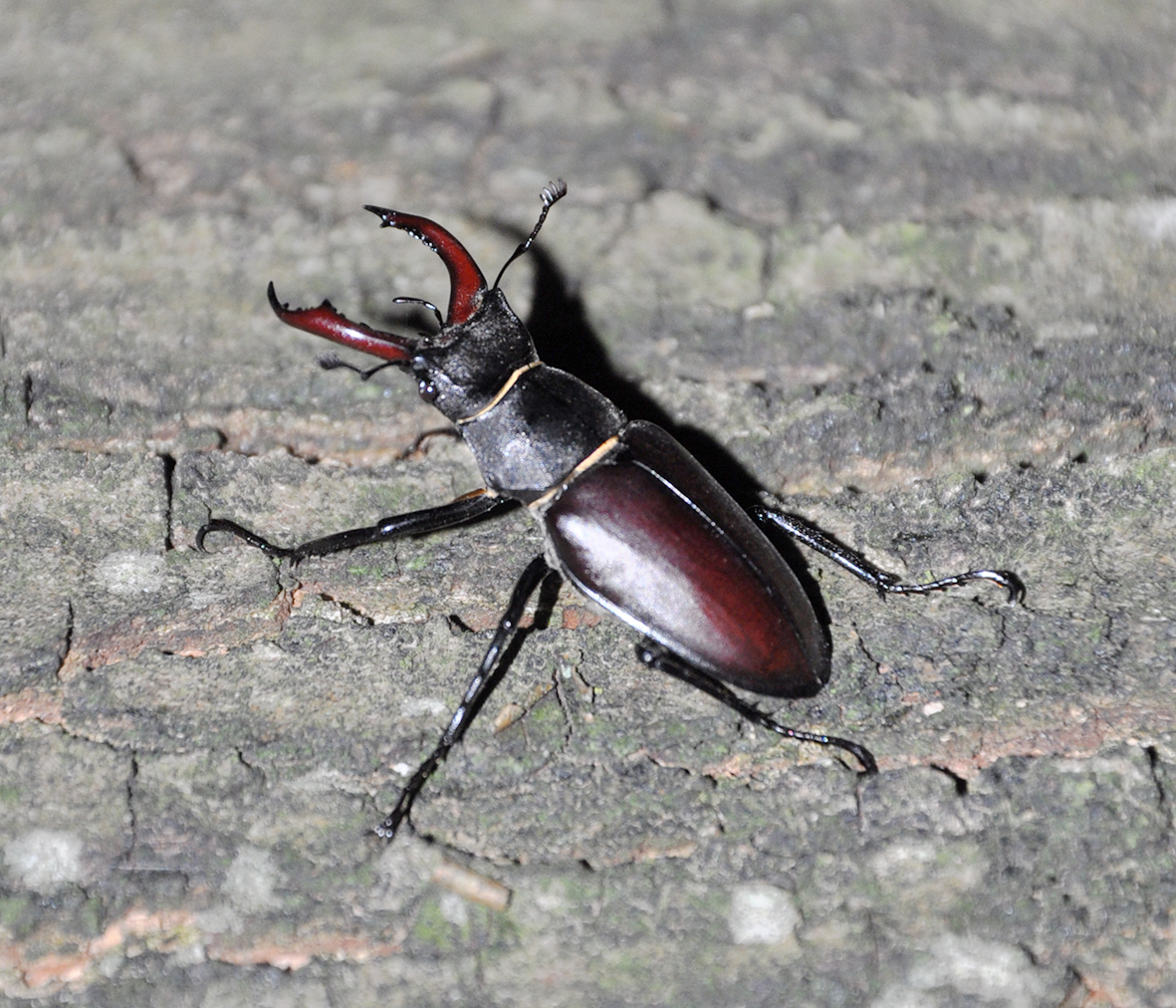 Stag beetle (Lucanus cervus) (Photo: Dennis Wansink)