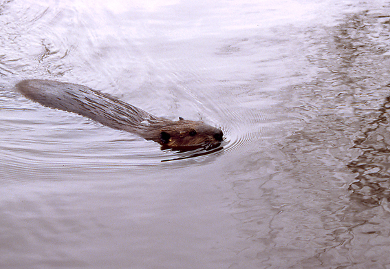 Beaver (Castor fiber) (Photo: Dennis Wansink)