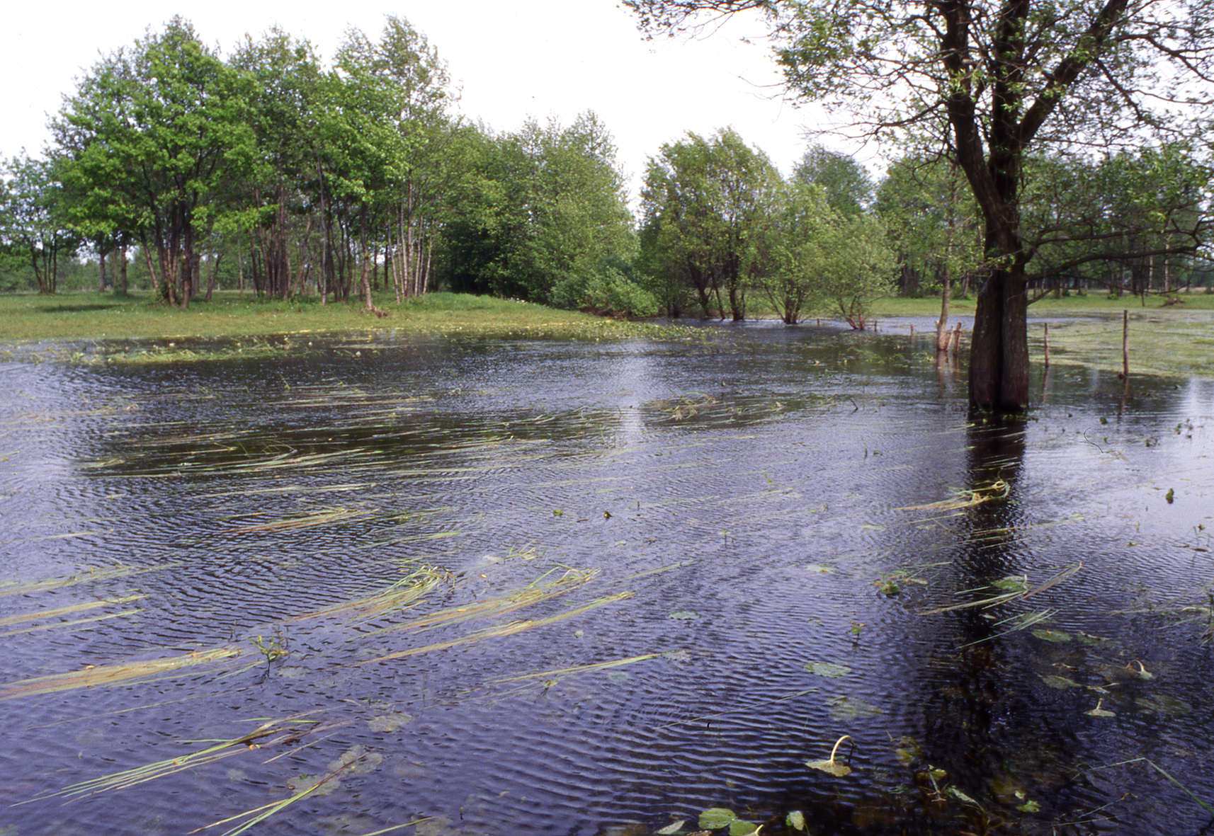 Flooding in Poland (Photo: Dennis Wansink)