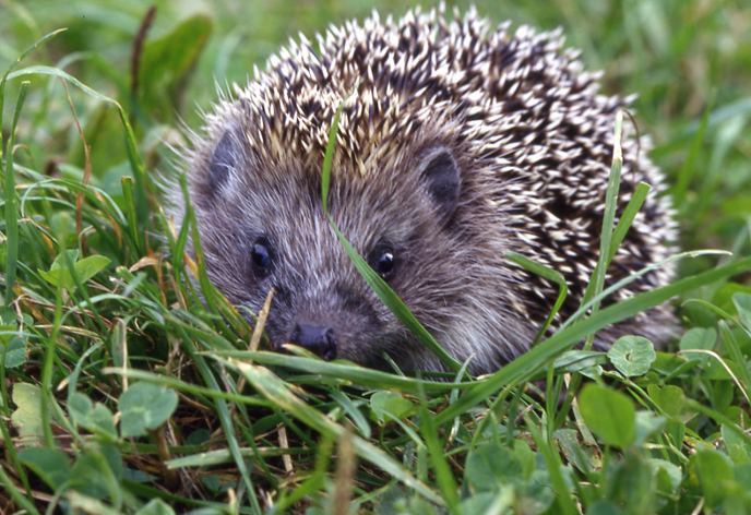 Northern white-breasted hedgehog (Erinaceus roumanicus) (Photo: Dennis Wansink)