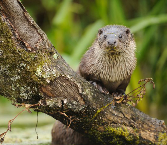 Otter (Lutra lutra) (Photo: Yves Adams / Vilda)