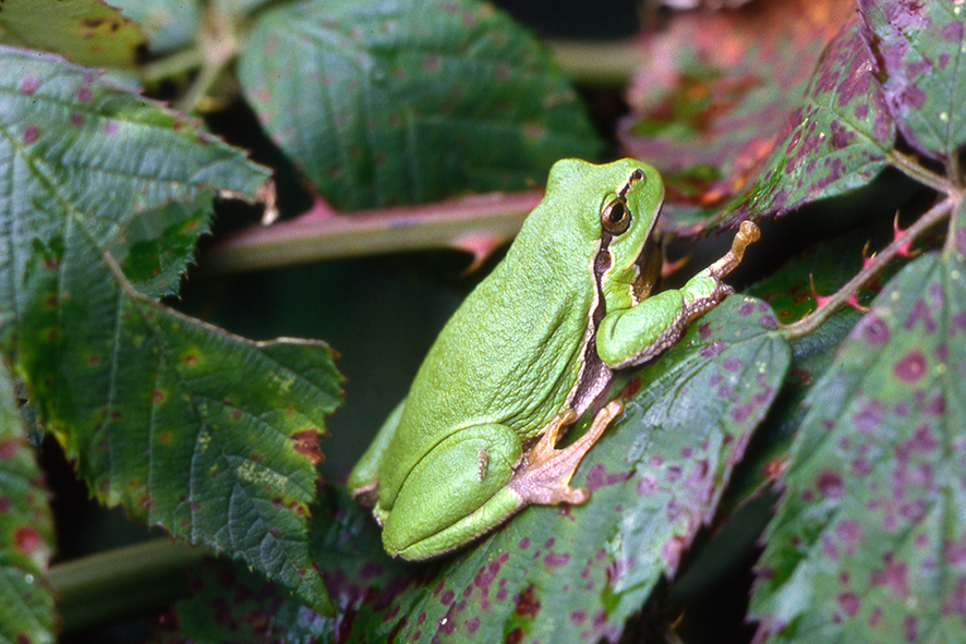 Tree frog (Hyla arborea) (Photo: Dennis Wansink)