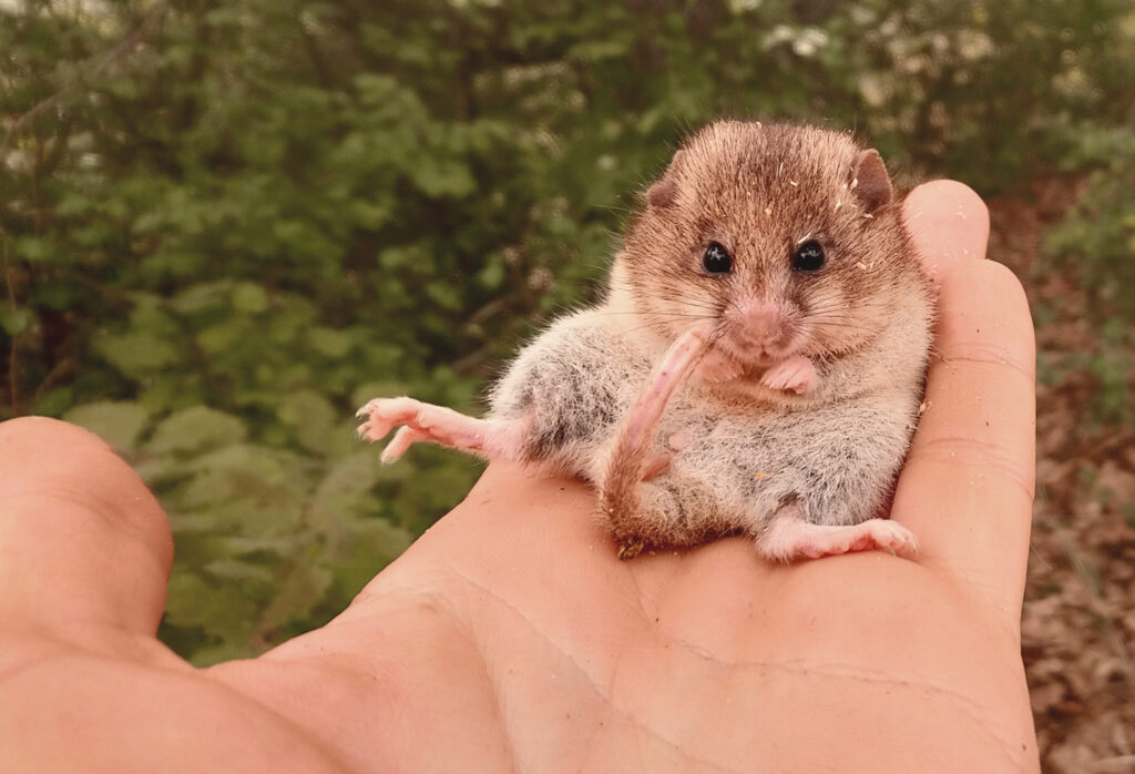Roach's Mouse-tailed dormouse (Myomimus roachi) (Photo: Nedko Nedyalkov)
