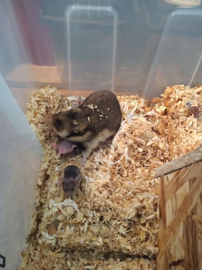 First young Romanian hamsters bred in captivity_June 2024 (Photo: IBER)