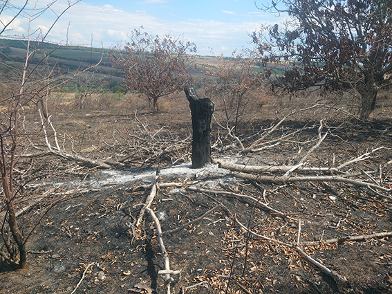 Wildfire in Sakar 2024 (Photo: Nedko Nedyalkov)_1