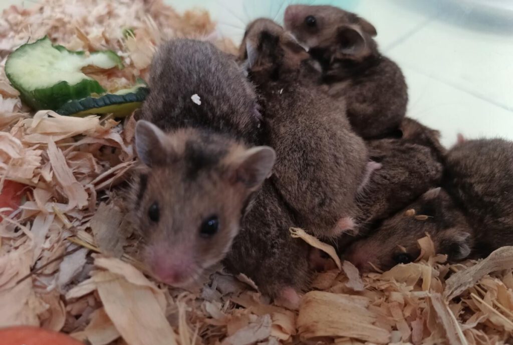 Young Romanian hamsters bred in captivity (Photo: Yassen Gensuzov / IBER)