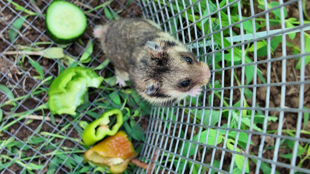 Dobrudja hamster (Mesocricetus newtoni) (Photo: Dimitar Gradinarov / BSPB)