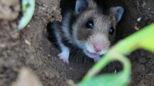 Dobrudja hamster (Mesocricetus newtoni) (Photo: Dimitar Gradinarov / BSPB)