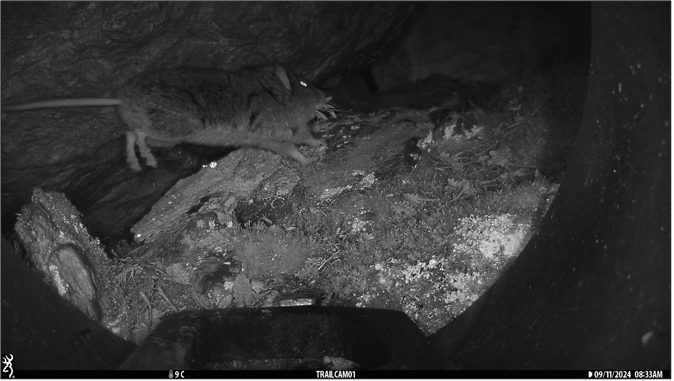 A Balkan snow vole (Dinaromys bogdanovi) carrying food. A Balkan snow vole (Dinaromys bogdanovi) carrying food (Photo: Jeffrey Peereboom)