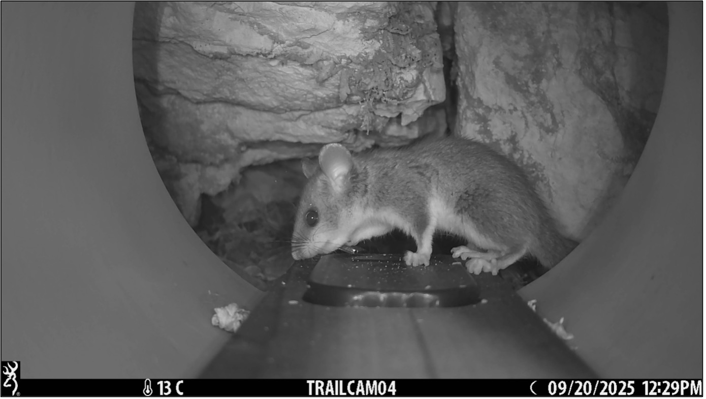 An edible dormouse (Glis glis) An edible dormouse (Glis glis) (Photo: Jeffrey Peereboom)