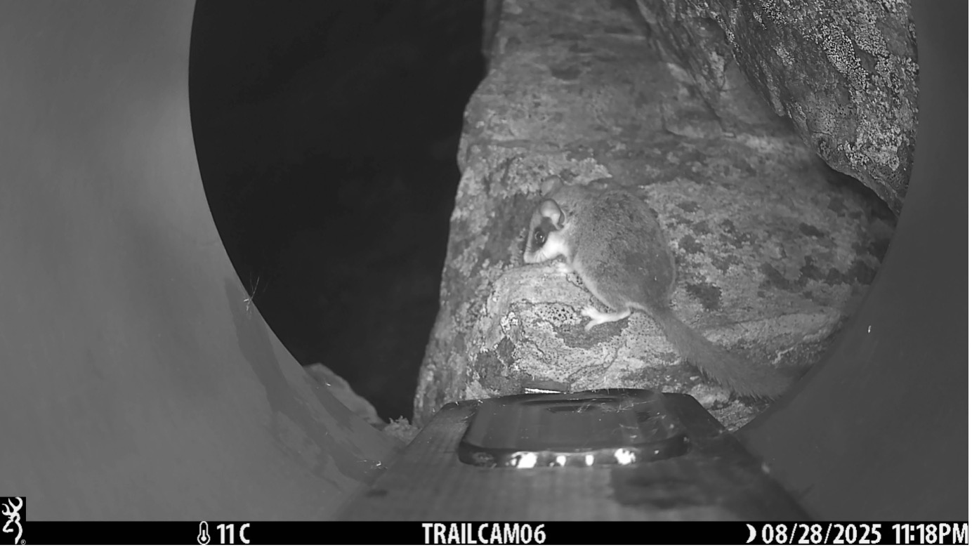 A forest dormouse (Dryomys nitedula) A forest dormouse (Dryomys nitedula) (Photo: Jeffrey Peereboom)