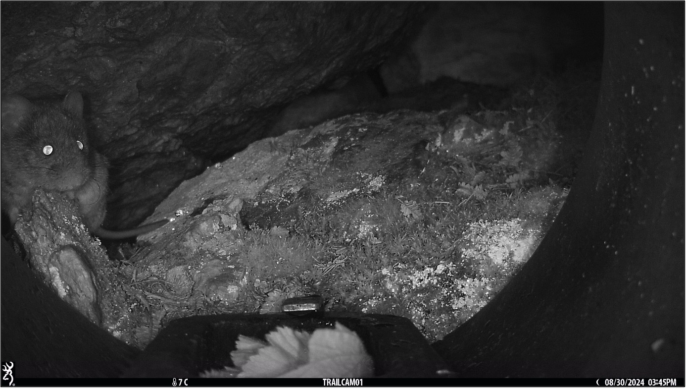 A Balkan snow vole (Dinaromys bogdanovi) (Photo: Jeffrey Peereboom) A Balkan snow vole (Dinaromys bogdanovi) (Photo: Jeffrey Peereboom)