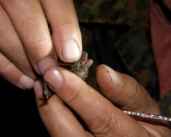 Mistnetting bats in Belarus during the workshop 'Bat research and conservation in Belarus'. A Daubenton's bat (Myotis daubentonii) is caught. This was has marks of frostbite on its ears. Mistnetting bats in Belarus during the workshop 'Bat research and conservation in Belarus'. A Daubenton's bat (Myotis daubentonii) is caught. This was has marks of frostbite on its ears (Photo: Dennis Wansink)